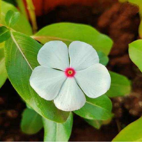  اگر بچی نازارگم مه منم تکو تنیا حلالت نیکم خدا